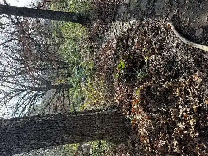 Leaf Cleanups service example