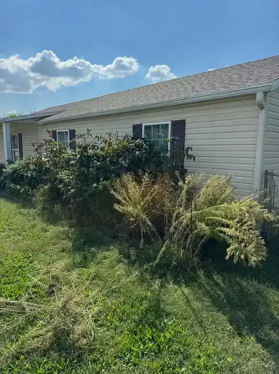 Before overgrown yard cleanup in Northwest Arkansas