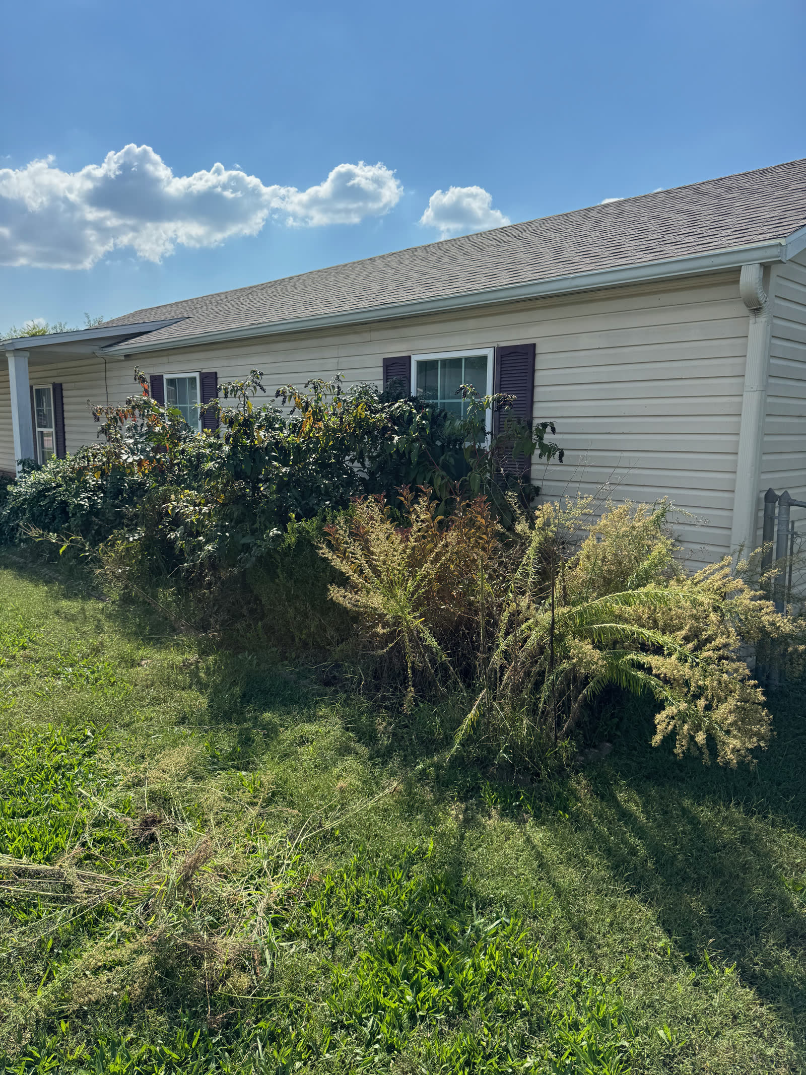 Overgrown yard before cleanup